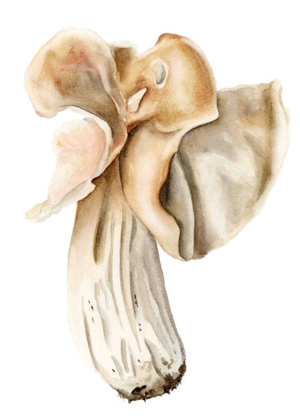 Paddenstoel - Witte kluifzwam