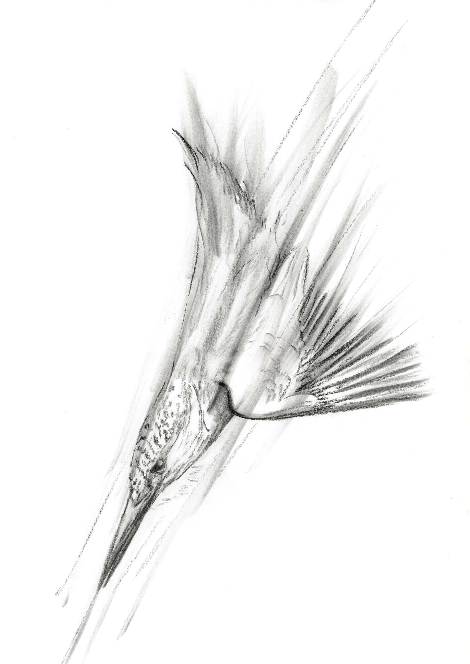 In volle vaart - ijsvogel in houtskool