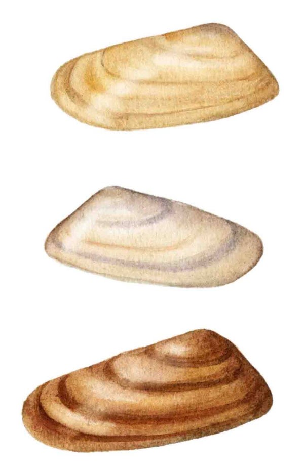 Strandschatten - drie zaagjes