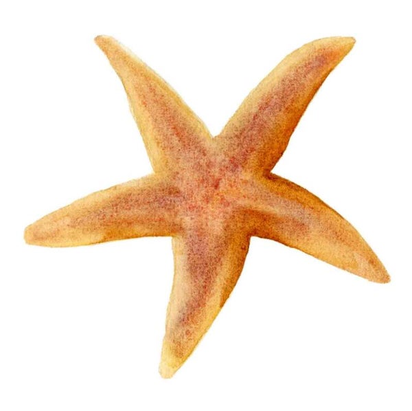 Strandschatten - zeester