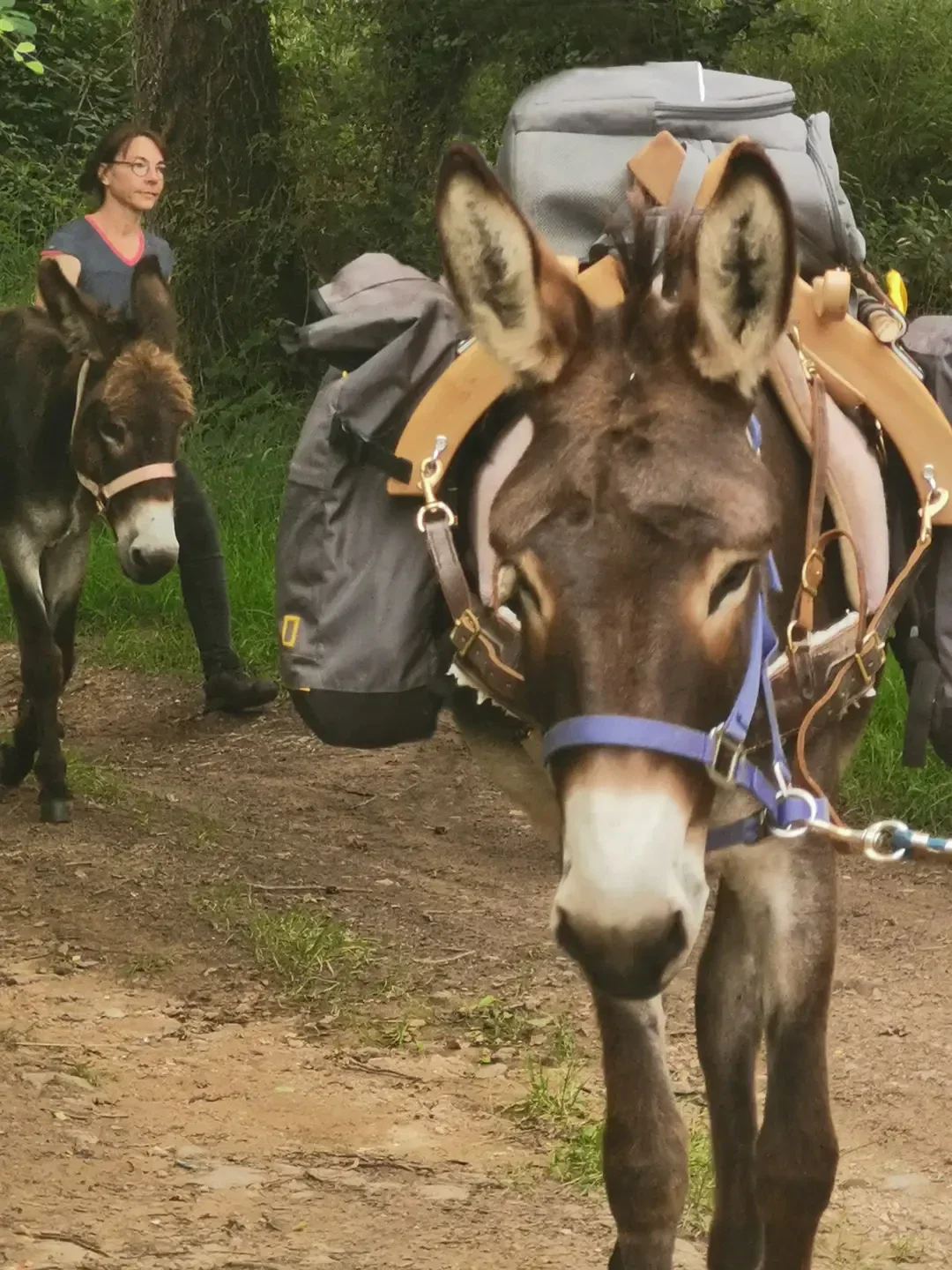 Séance de formation en pleine nature où deux ânes bâtés, équipés pour le portage, avancent sur un sentier forestier sous la conduite de participants apprenant les techniques de randonnée et de gestion des équidés de bât. 