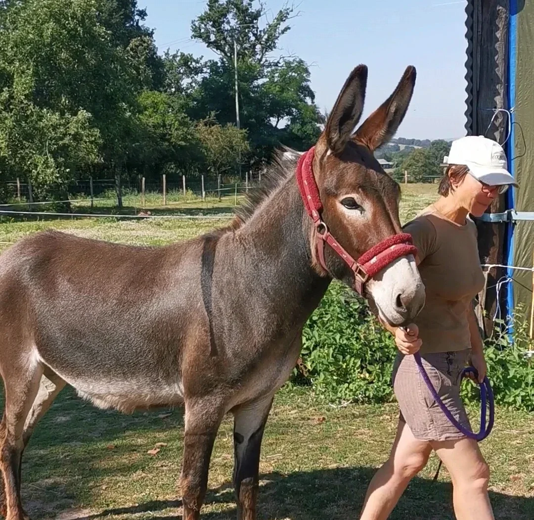 Âne bourbonnais tenu en longe lors d’une séance de travail en plein air à l’asinerie, mettant en valeur sa morphologie et son licol rouge. 