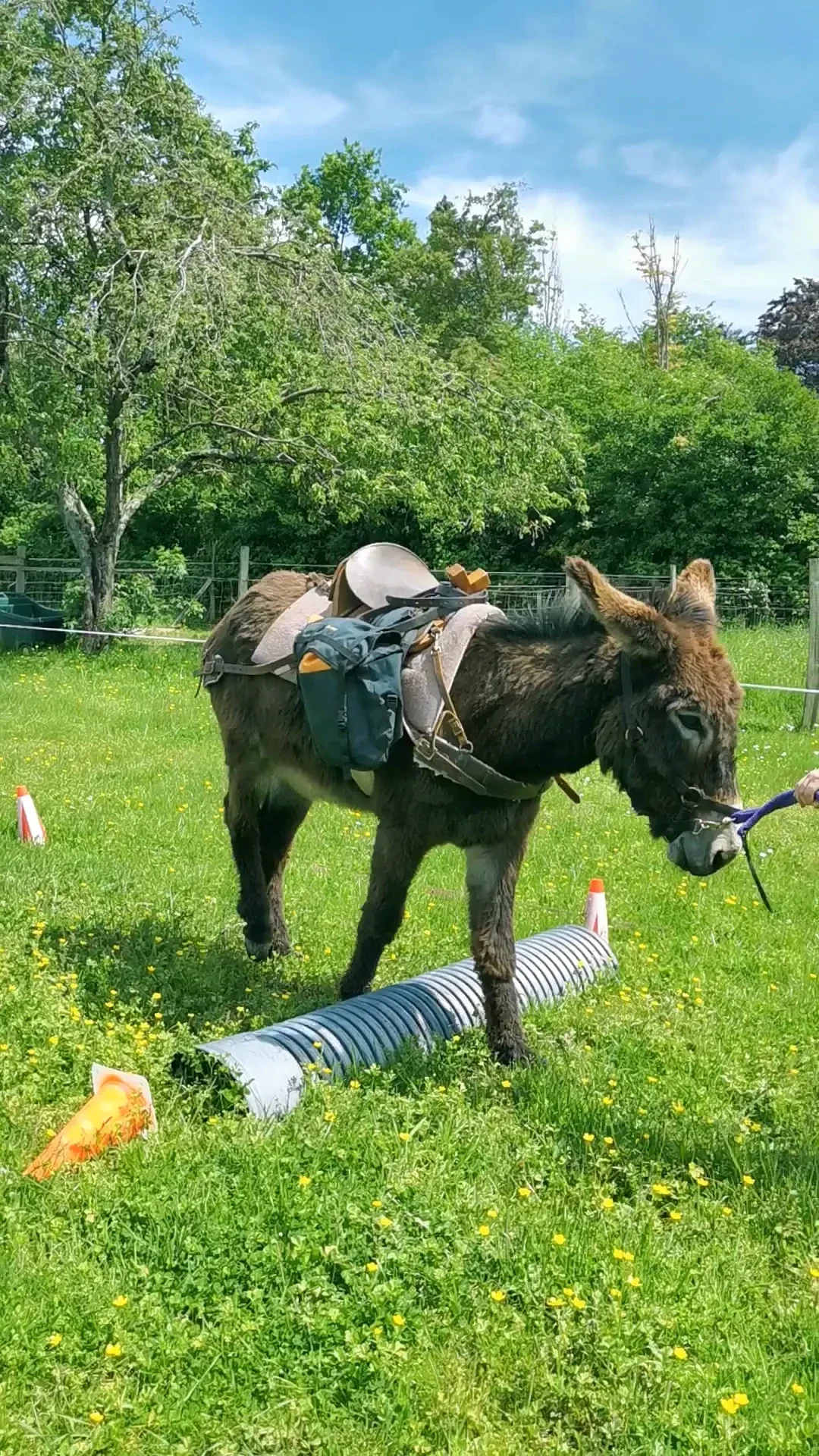 Âne équipé d’un bât participant à un exercice de formation en extérieur, marchant sur un parcours éducatif avec obstacles et matériel pédagogique disposés dans un pré.
