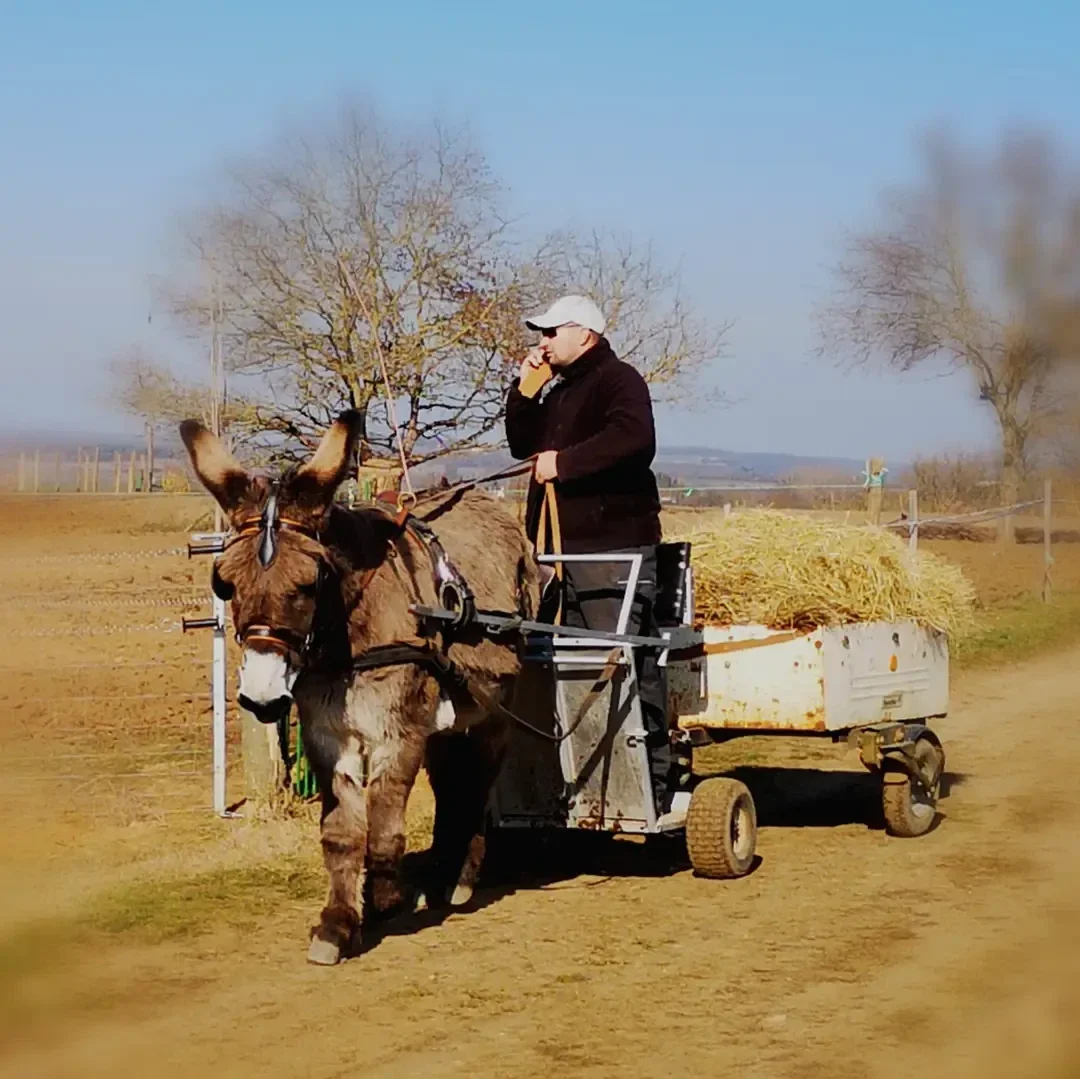 Âne attelé tirant une petite voiture chargée de foin sur un chemin rural, conduit par une personne effectuant un travail d’attelage en extérieur dans un paysage agricole sous un ciel dégagé.
