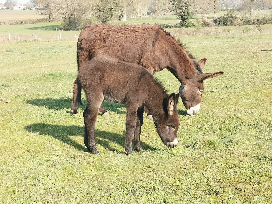Ânesse et jeune ânon broutant ensemble dans un pré, illustrant une étape d’apprentissage en milieu naturel où l’observation du comportement maternel et du développement du jeune équidé constitue un support pédagogique pour les formations dédiées à l’éleva