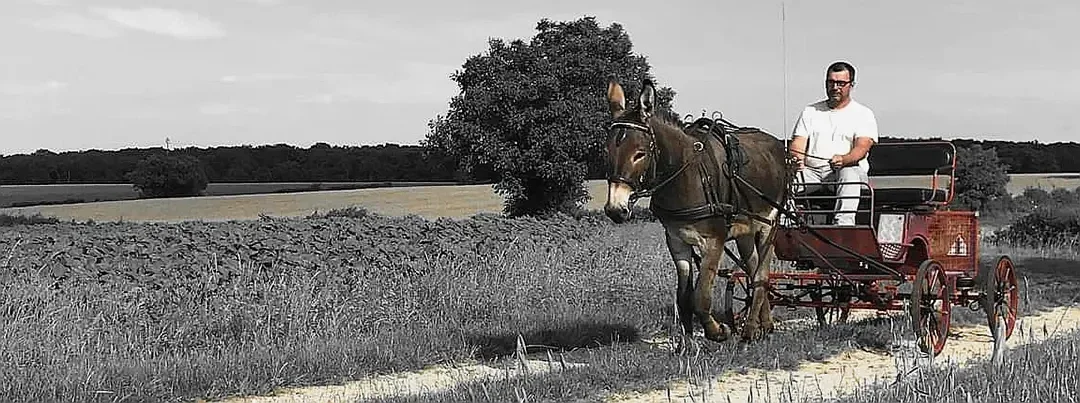 Âne attelé tirant une petite voiture d’attelage sur un chemin de campagne, guidé par une personne en pleine séance de travail en extérieur, illustrant la pratique de l’attelage traditionnel et la formation au maniement des équidés en milieu rural.