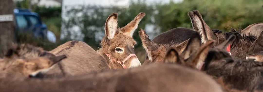 Groupe d’ânes bourbonnais regroupés dans un pâturage, avec un âne au licol rouge mis en valeur au centre de la scène.