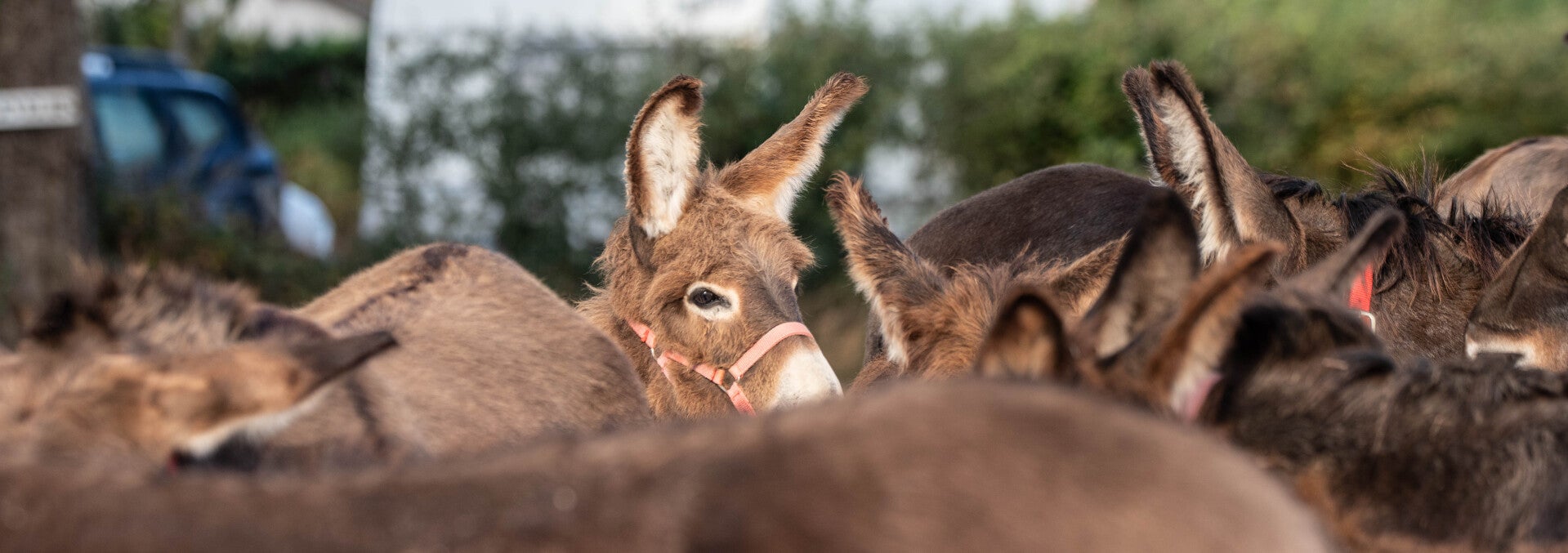 Groupe d’ânes bourbonnais regroupés dans un pâturage, avec un âne au licol rouge mis en valeur au centre de la scène.