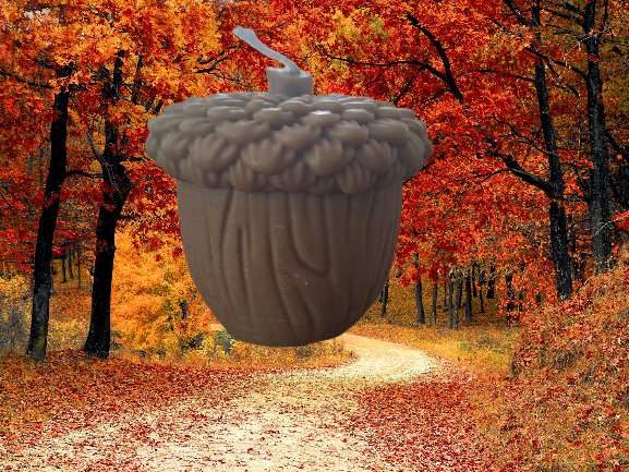 Forest Acorn