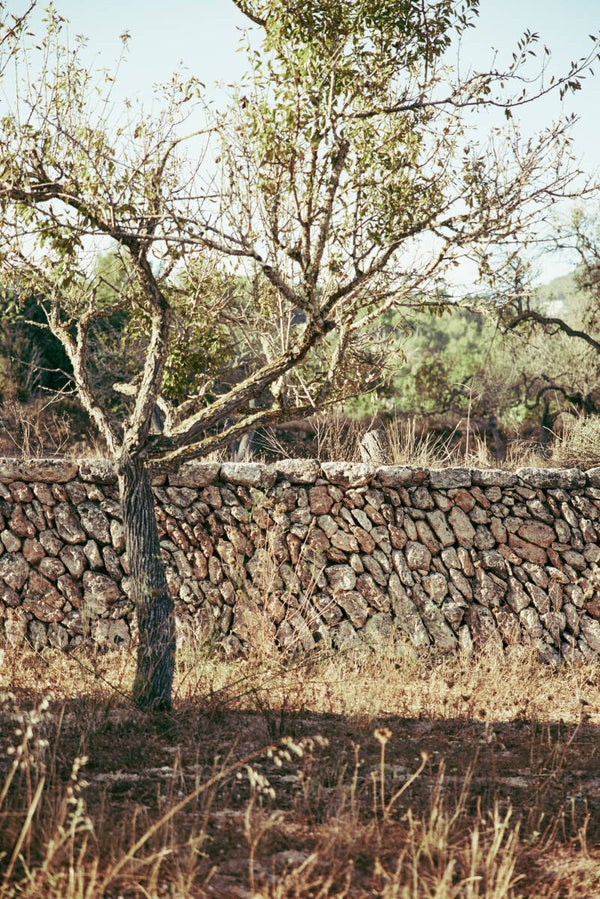 Santa Gertrudes