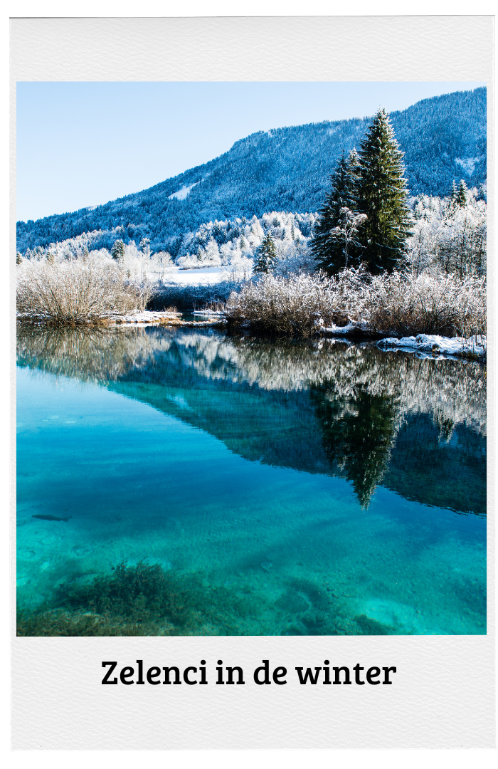 Zelenci in de winter