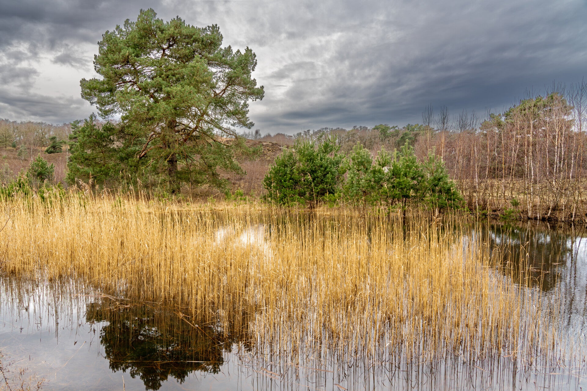 brunssummerheide-dsc1330-2-verbeterd-nr-standard-7d7a5i.jpg