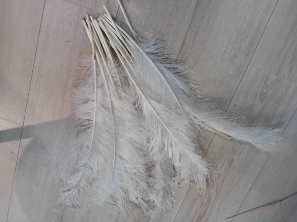 20 Struisvogelveren voor carnaval