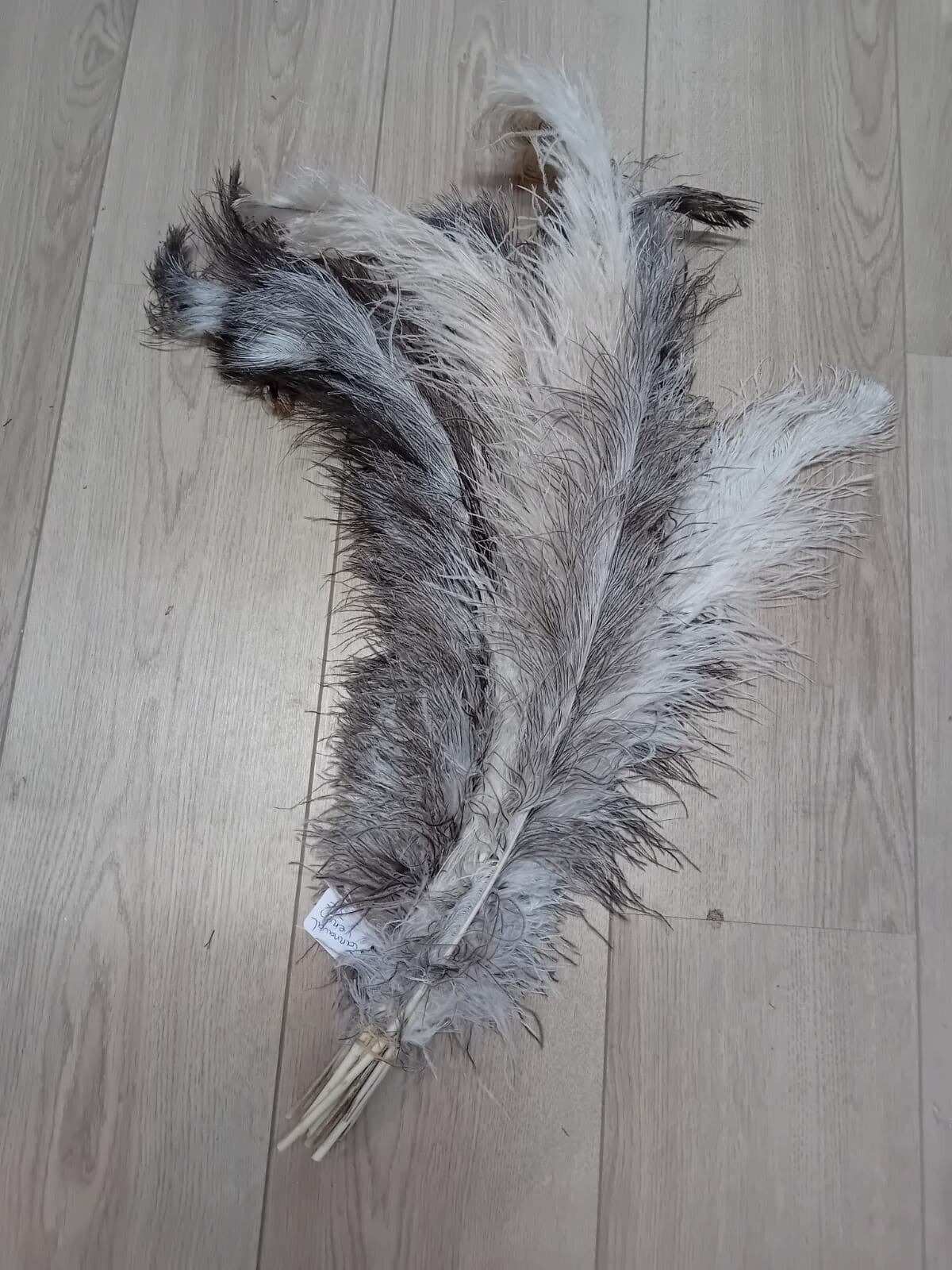 20 Struisvogelveren voor carnaval