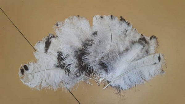 25 Struisvogelveren van 40 cm