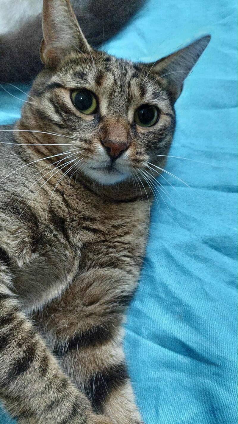 arya-4-standard.jpg