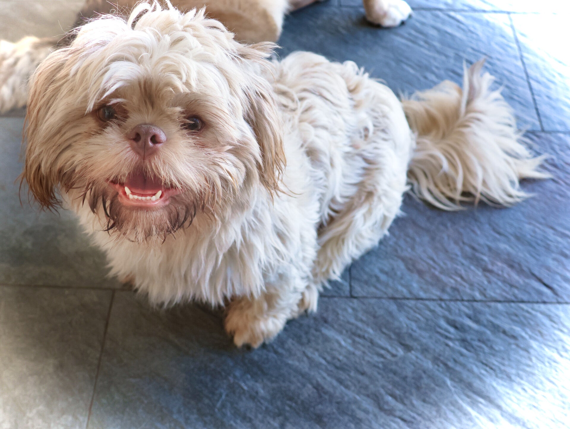 KLEINE HONDJES REUTJES - Ter Adoptie / * HONDEN ter Adoptie | Stichting ... KLEINE HONDJES REUTJES - Ter Adoptie / * HONDEN ter Adoptie | Stichting ...