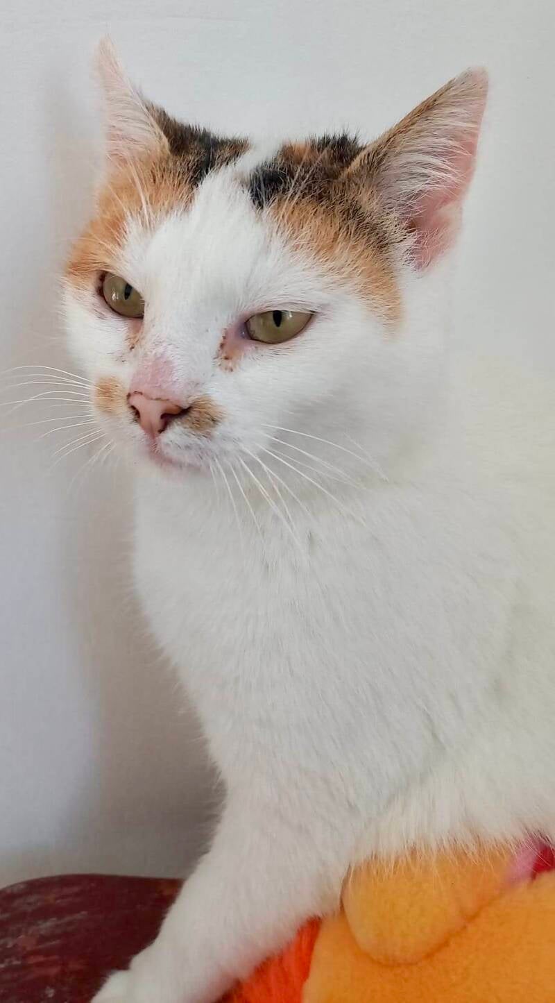 blanca-2-standard-po0o2h.jpg