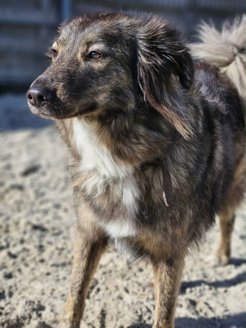 bonnie-3-standard.jpg