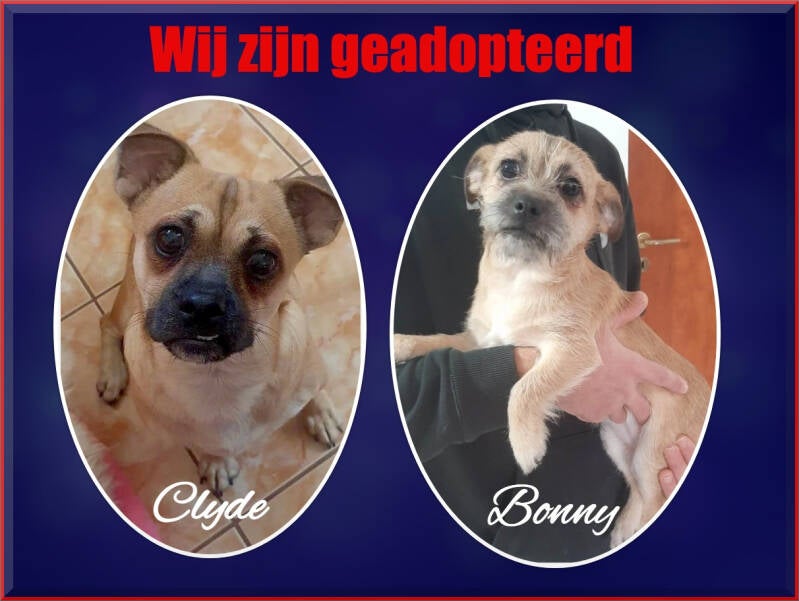bonnyenclydegeadopteerd.jpg