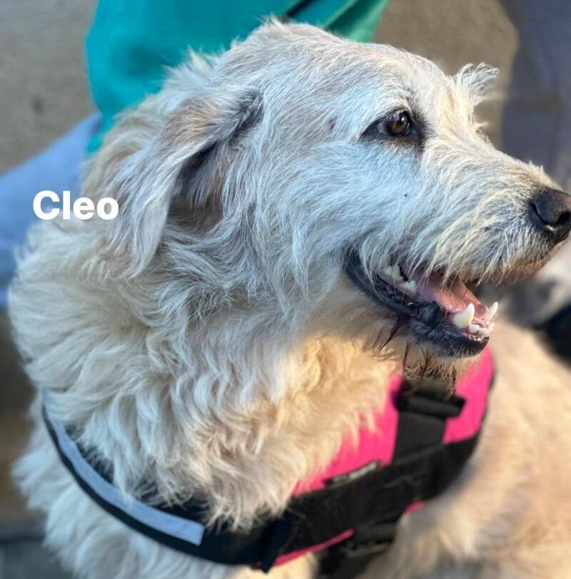 cleo7-1.jpg