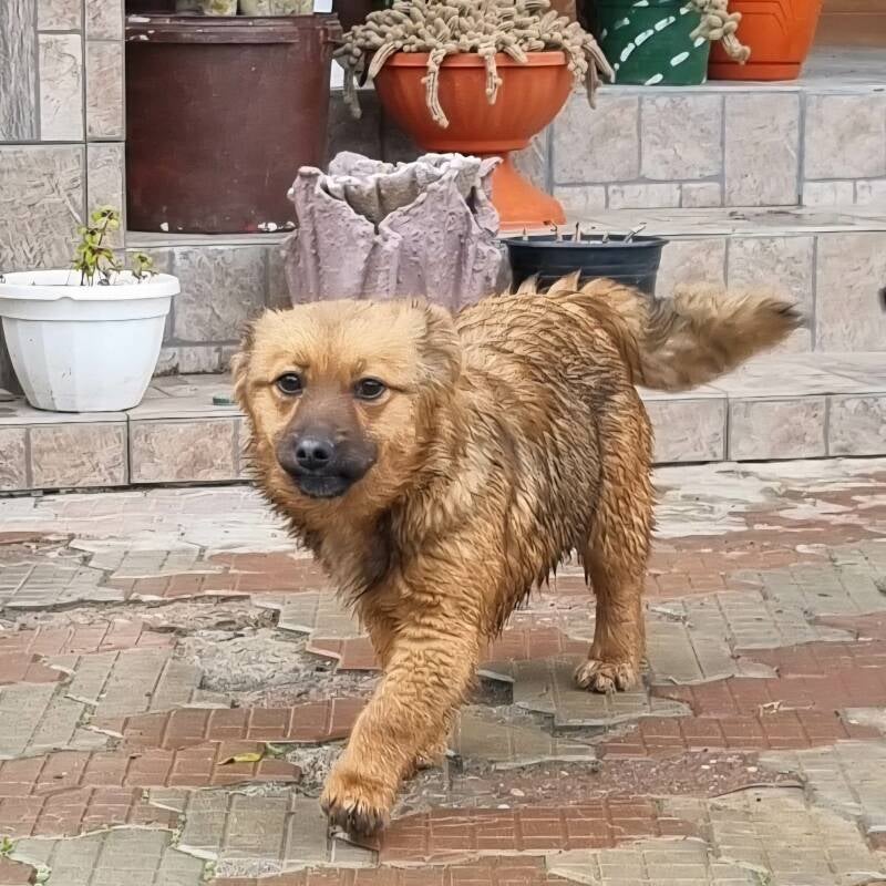 lenni-3-standard.jpg