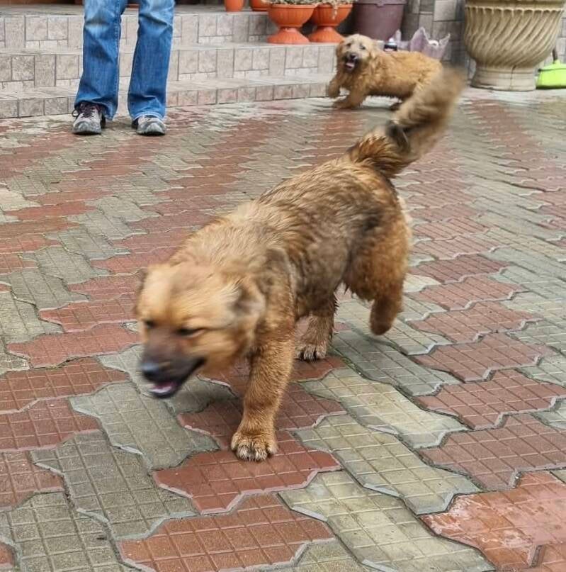 lenni-standard.jpg
