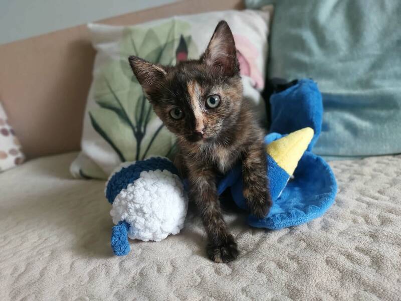 molly-11-standard-vvoxyc.jpg
