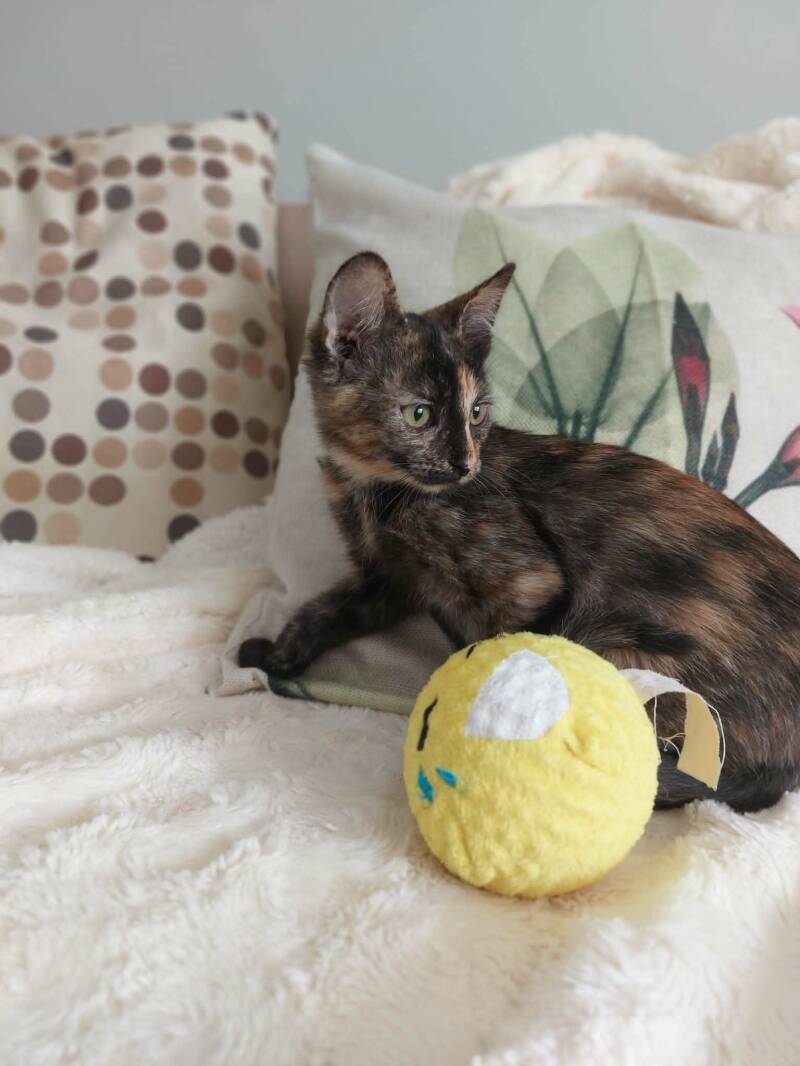 molly-3-standard-f0td0s.jpg