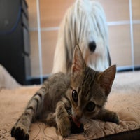 pooky7-standard-otpc0u.jpg