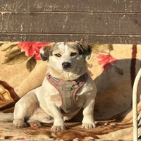 randy-beagle-kruising-1-standard.jpg