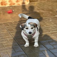 randy-beagle-kruising-2-standard.jpg