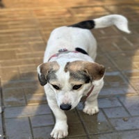 randy-beagle-kruising-3-standard.jpg