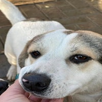 randy-beagle-kruising-4-standard.jpg