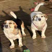 randy-rania-beagle-kruising-2-standard-rfxih2.jpg