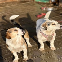 randy-rania-beagle-kruising-3-standard.jpg