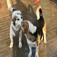 randy-rania-beagle-kruising-standard.jpg