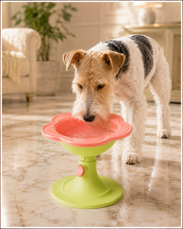 🌸 Blossom Lift™ Adjustable Elevated Pet Bowl