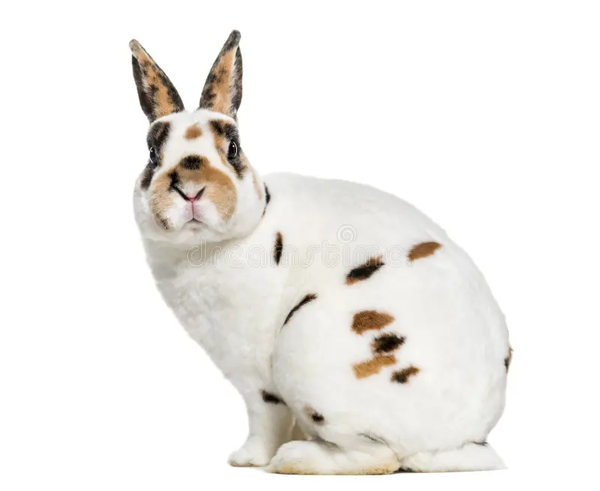 Rex Dalmatian