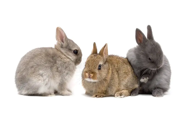 Netherland Dwarf