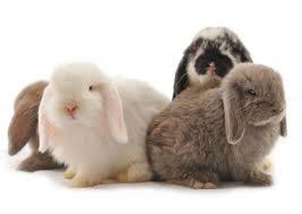 Holland Lop