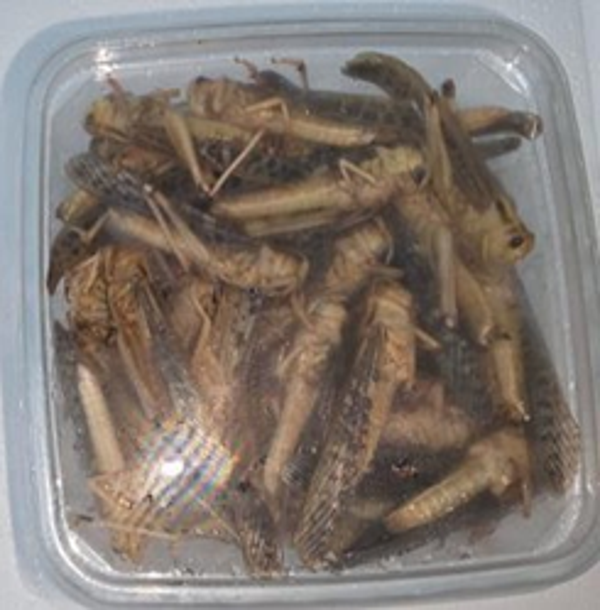 Grasshoppers Box 80pcs