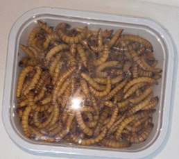Superworms Box 0.5L