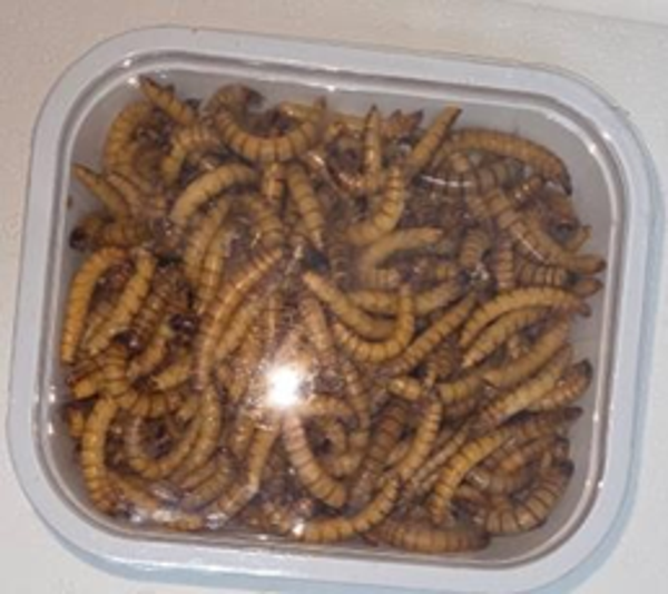 Superworms Box 0.5L