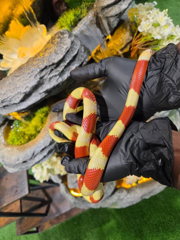 Milk Snake - Albino
