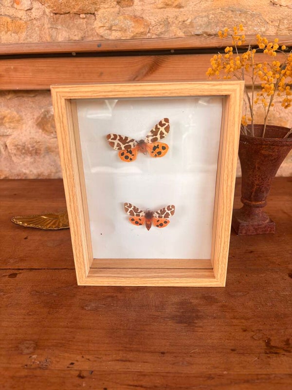 Cadre entomologique – deux papillons naturalisés