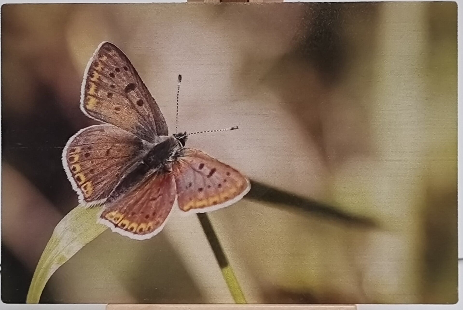 Bamboo Cards - Insects