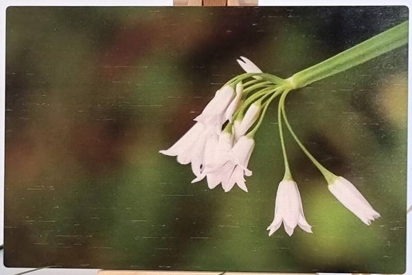 Bamboo Card - Floral