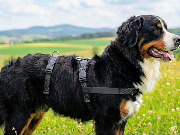 ​🐾 Modell „BALU“ – Das Ergonomische Lern- & Alltagsgeschirr