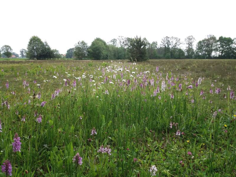 Open plek inj bos aan de overkant vd weg
